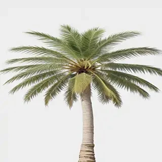 palm tree transparent