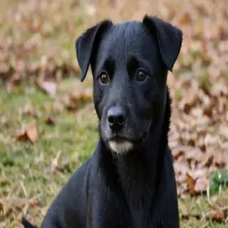 patterdale terrier
