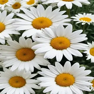 aesthetic daisy wallpaper
