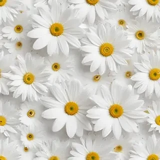 flowers white background