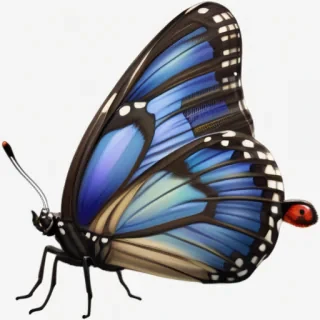 butterfly png transparent
