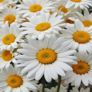 iphone daisy wallpaper