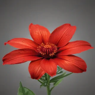 red flower png
