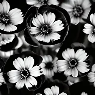 flower images black and white