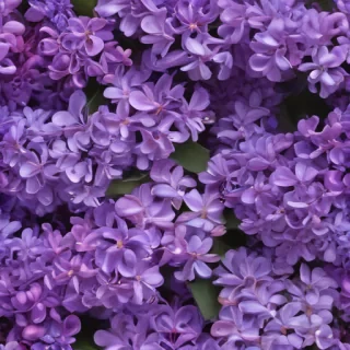 lilac background