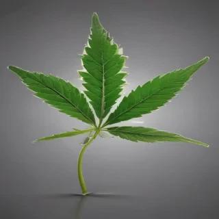 marijuana leaf transparent background
