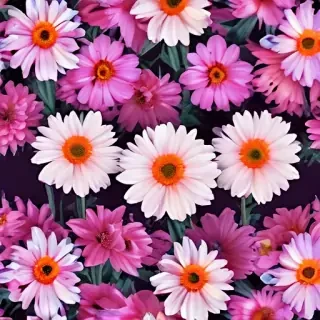 iphone background flowers