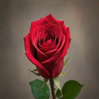 image of a red rose
