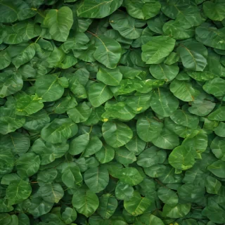 green leaf background