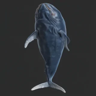blue whale png