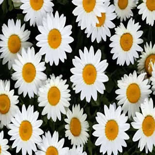daisy background wallpaper