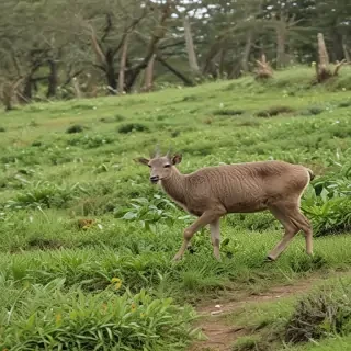 barbado da terceira