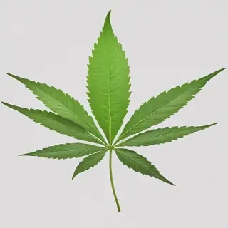 marijuana leaf transparent background
