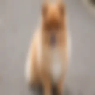pomeranian cockapoo