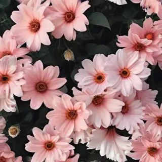 cute aesthetic flower wallpapers