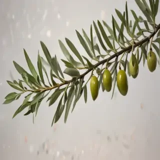 olive branch png