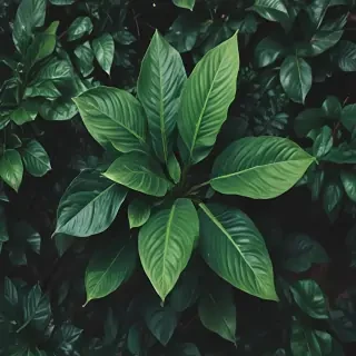 plant wallpaper iphone