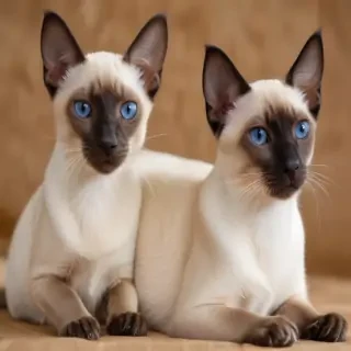 thai old style siamese breed