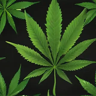 marijuana leaf