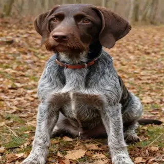 german wirehaired pointer