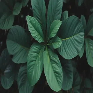 plant iphone wallpaper