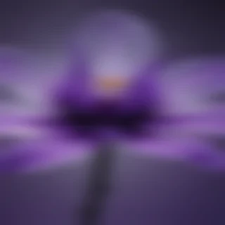 transparent purple flower