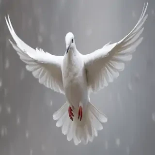 dove png