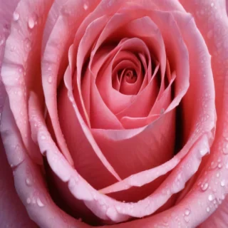 rose backround