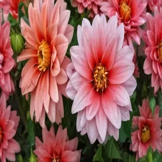 flower pictures