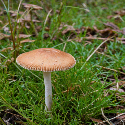 thin stemmed mushroom