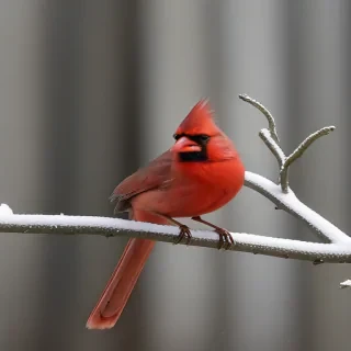 cardinal bird