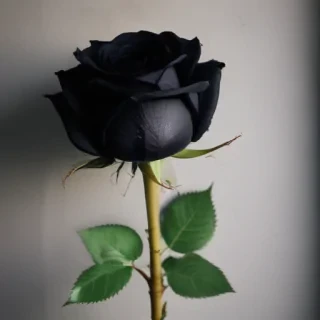black rose photo
