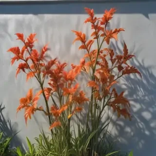 transparent plant