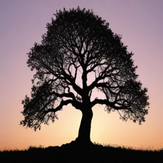 silhouette tree png