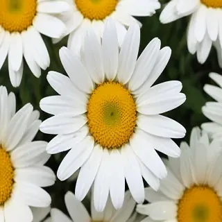 daisy background wallpaper