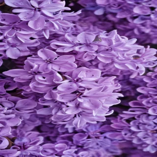 lilac background