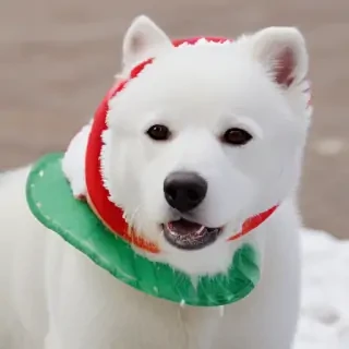 sno dog