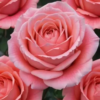 rose outline
