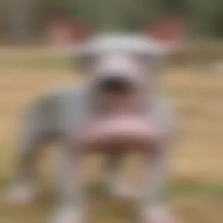 american hairless terrier