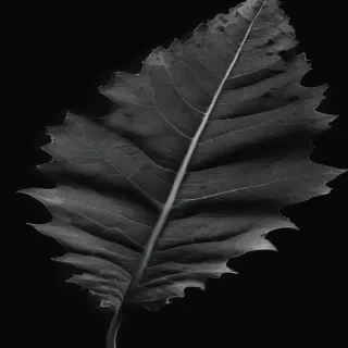 leaf in black and white