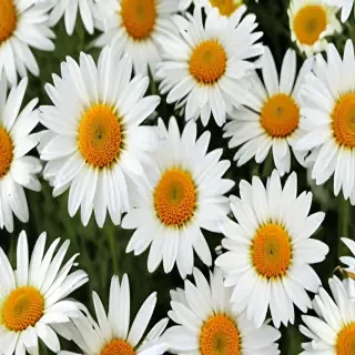 wallpaper daisy flower