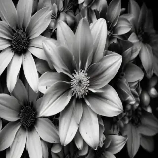 black and white flower background