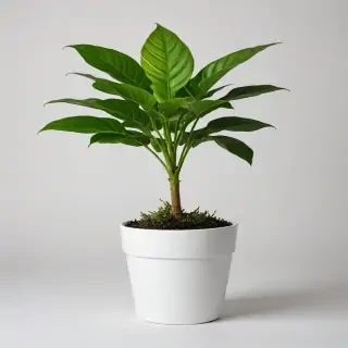 plant no background