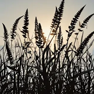 grass silhouette