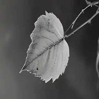 leaf in black and white