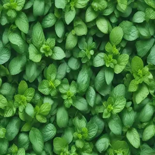 mint background