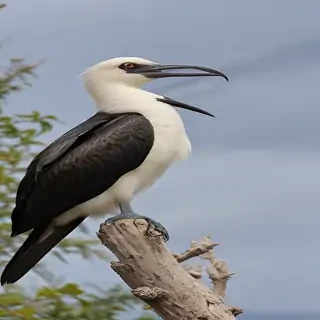 frigate bird