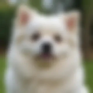 poogle dog breed