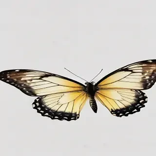 transparent background butterfly png