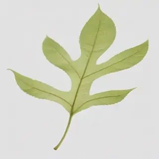 leaf transparent background